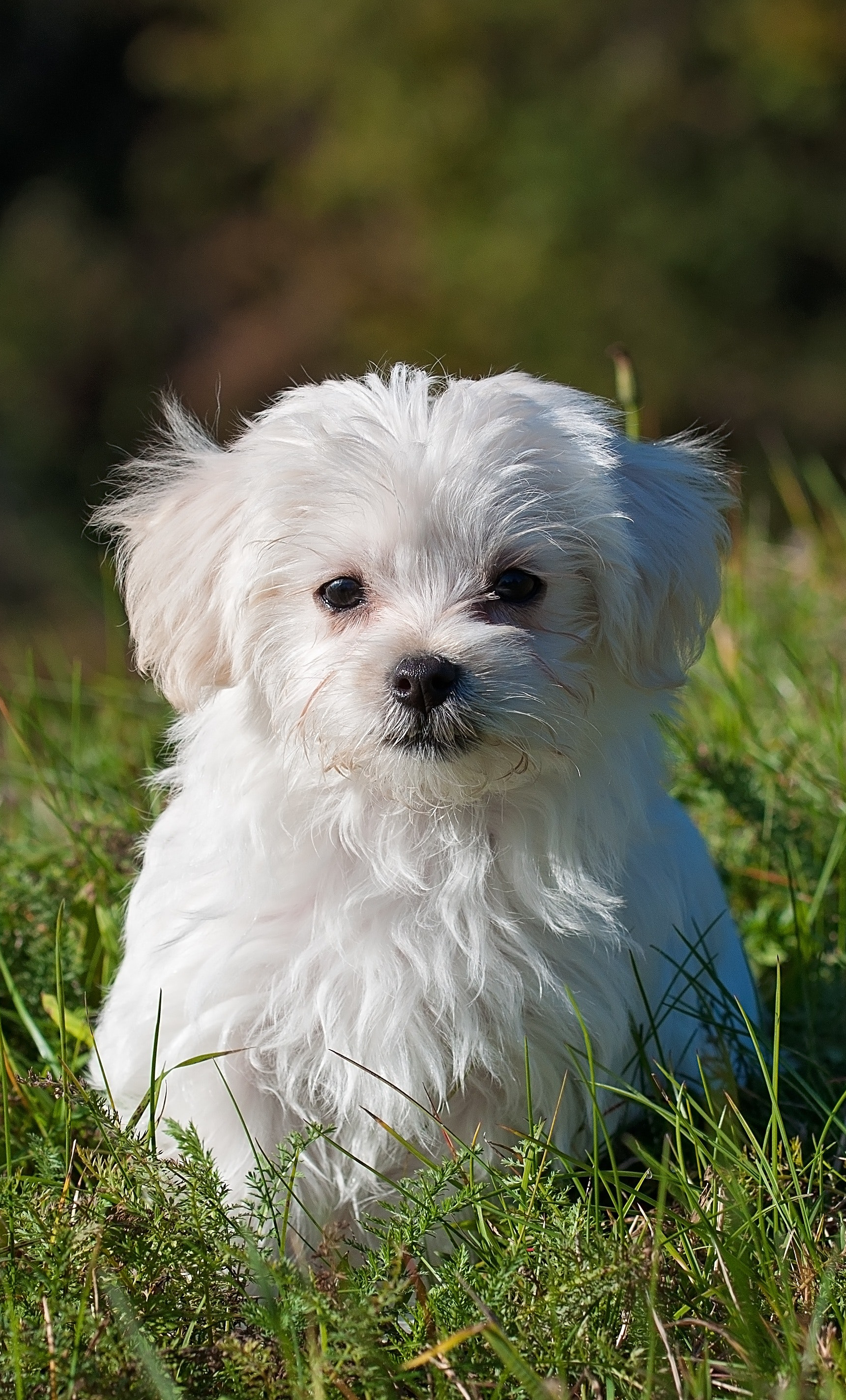 maltezer