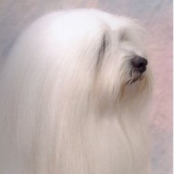 Coton De Tulear