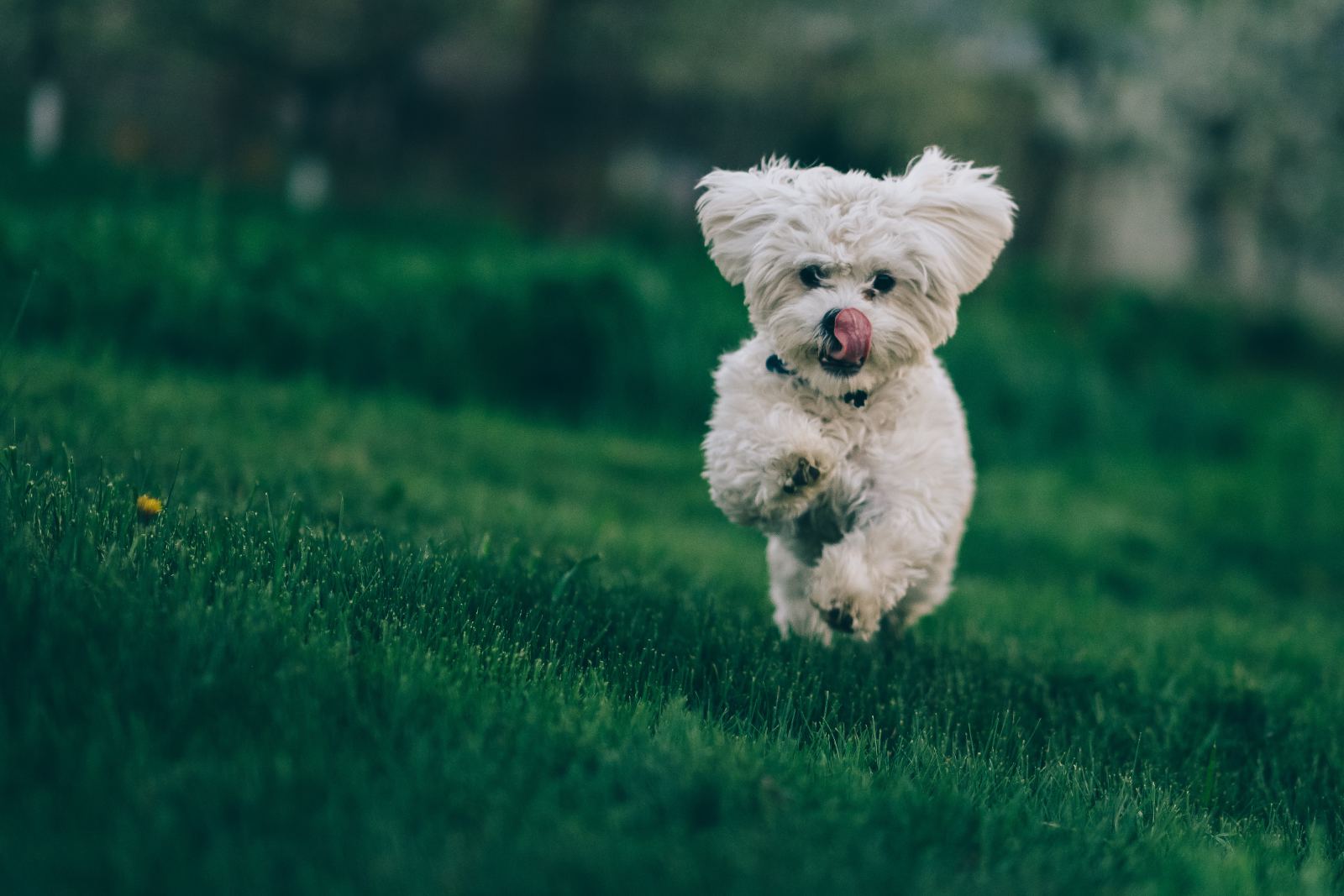 hond bichon