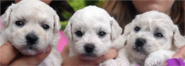 puppy's