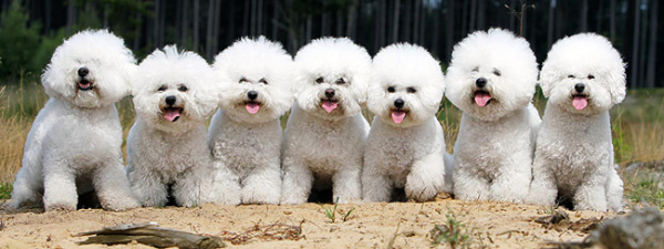 bichon frise