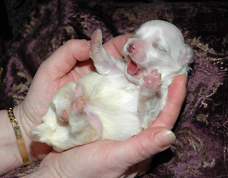maltezer